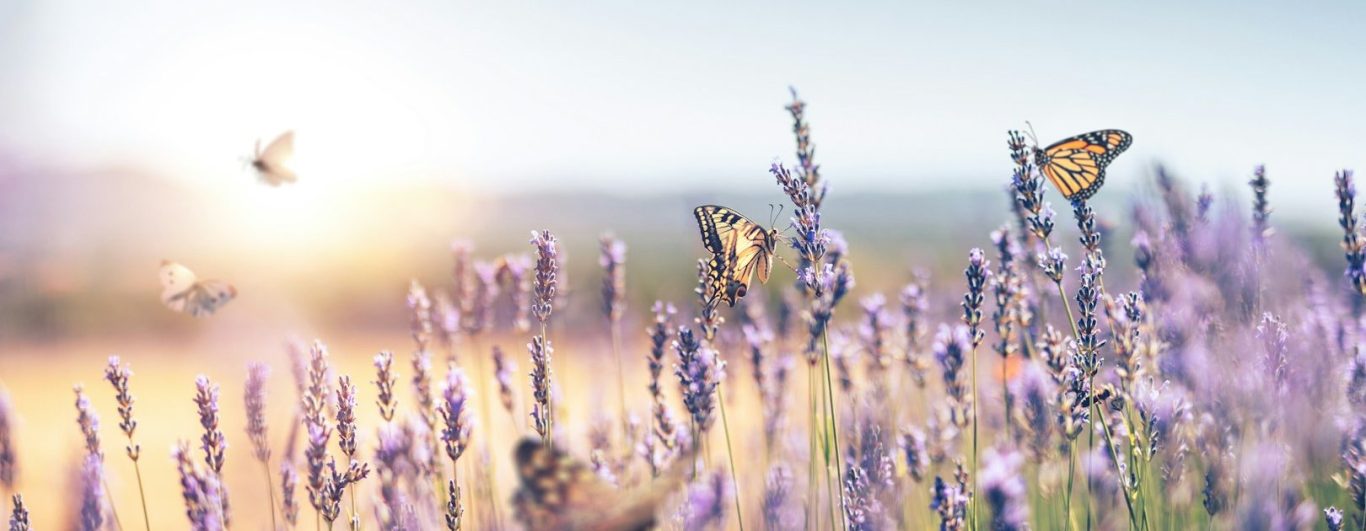 Lavendelblüten mit Schmetterlingen im Sommerlicht. Sinnbild für Ruhe, Erholung und innere Balance.